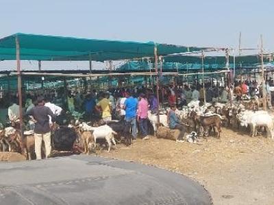 Bakra Mandi