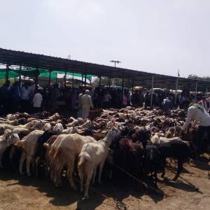 bakra_mandi_original